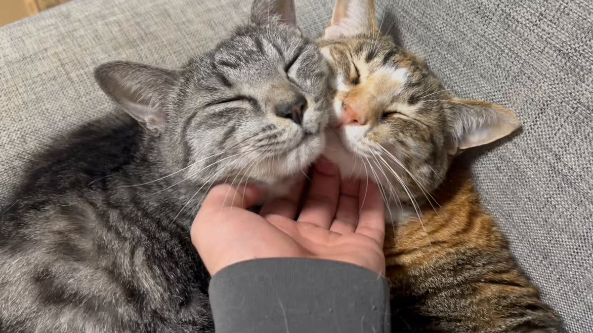 猫なでなでしてると寿命伸びてる気がする