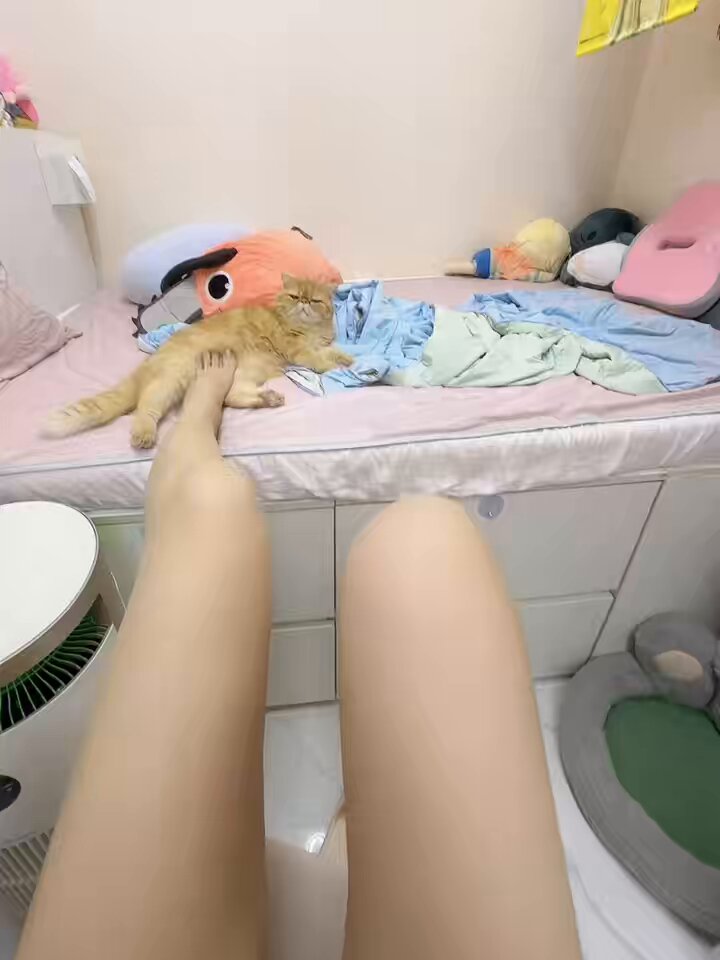 踩貓喵🦵🏻🦶🏻🐈 想成為我家的貓貓嗎？🐱 #撚貓 #貓咪 #貓星人 #貓奴 #貓奴日常 #異國短毛貓 #咖啡貓 #instacat