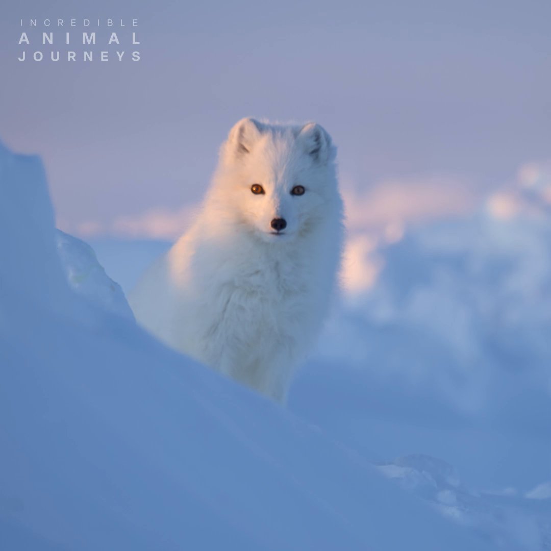 Absence makes the heart grow fonder...🤍 After a long winter scavenging for food, this arctic fox returns from a thousand-mile journey across the Arctic, dedicated to reuniting with his lifelong mate. #IncredibleAnimalJourneys is now streaming on Disney+.