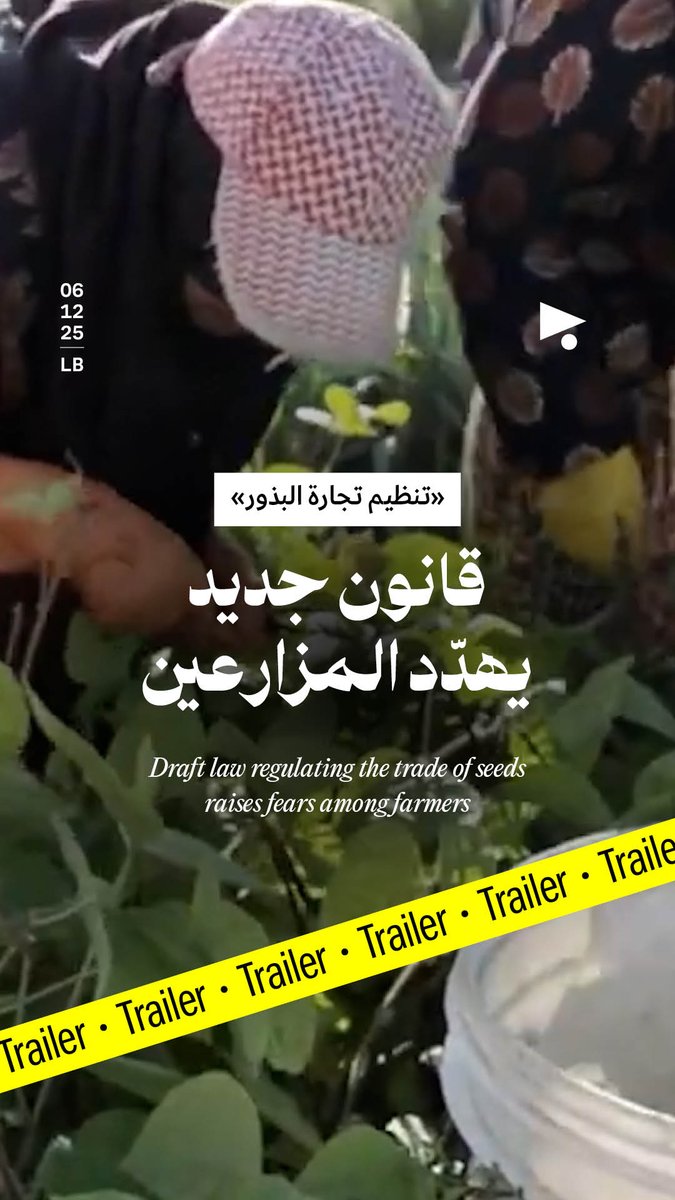 تناقش الحكومة اللبنانية حالياً مشروع قانون «تنظيم تجارة البذور والشتول وموادّ الإكثار»، بصيغةٍ تضرب البذور المحلّية، لصالح بذورٍ مهجّنة تزيد الأعباء على المزارعين وتسلّط عليهم الشركات الكبرى. ترقّبوا المادّة الكاملة على منصّة «ميغافون».