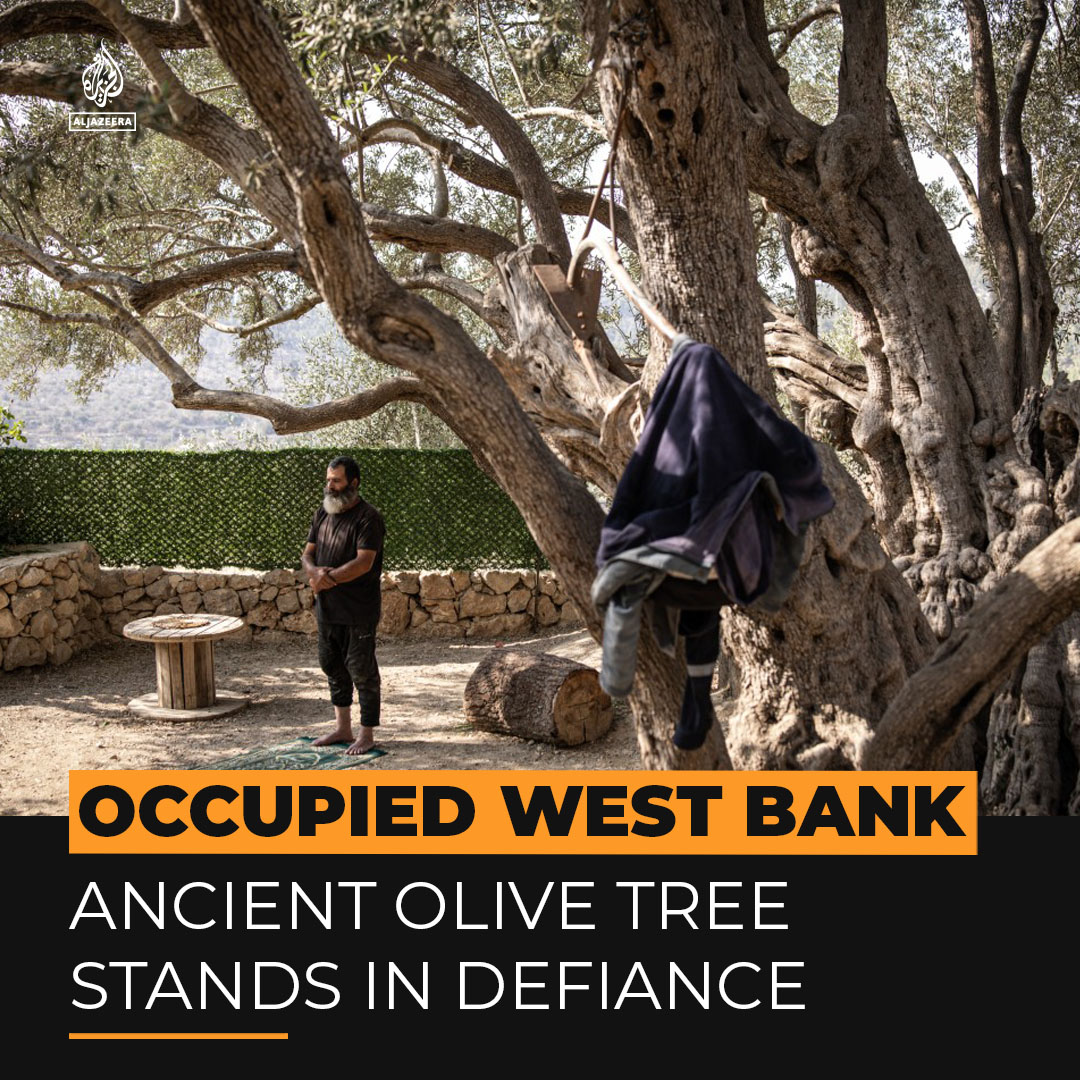 Palestinian olive grower Salah Abu Ali is the guardian of the “Mother of Olives,” a 3,000–5,500-year-old tree in the occupied West Bank, revered by Palestinians as a symbol of resilience amid ongoing violence by Israeli settlers and forces.