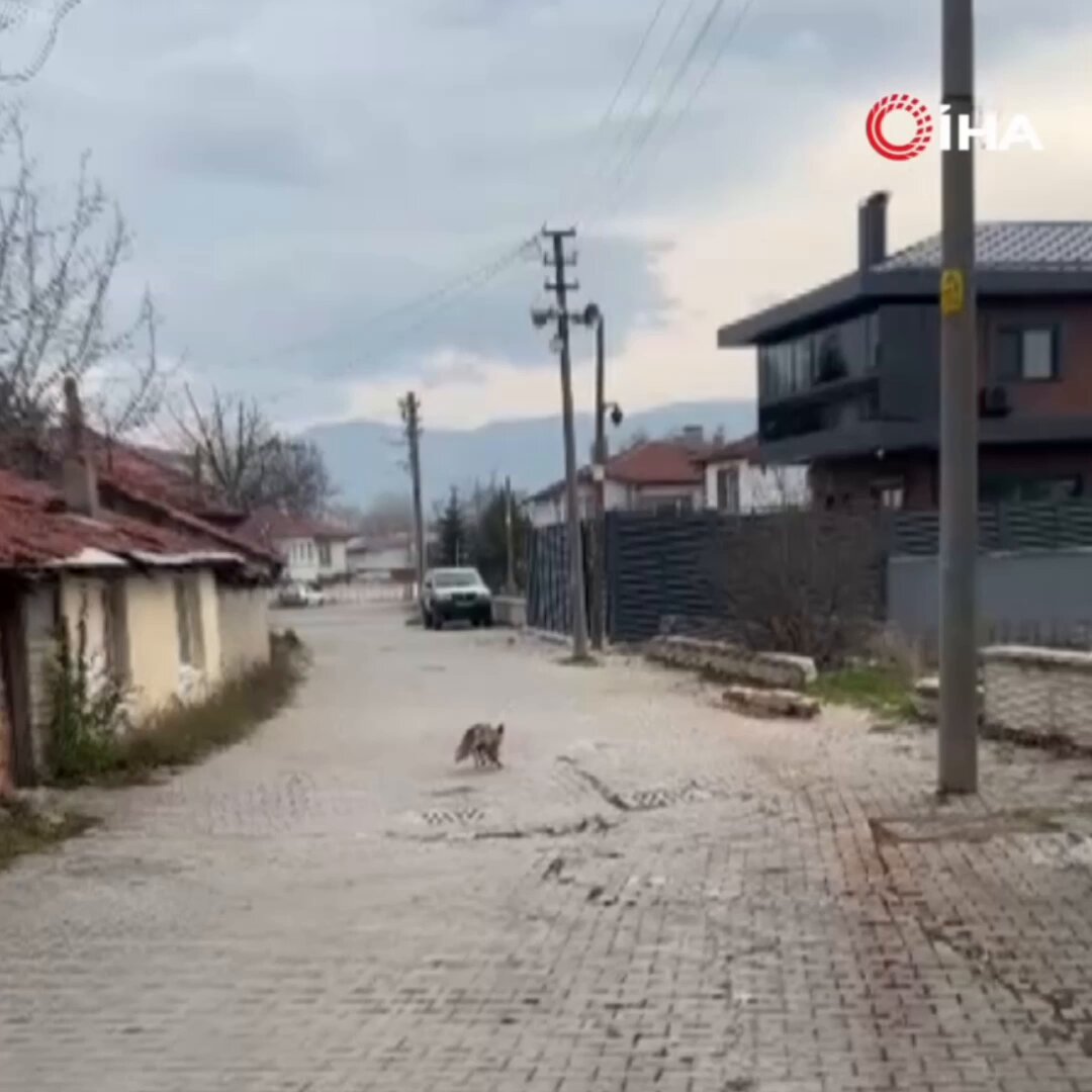 Bolu’da şehir merkezine inen bir tilki, yakından gelen köpek havlamasıyla panikleyerek bir evin çatısına çıkmaya çalıştı.