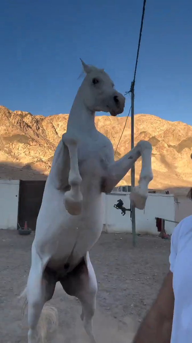 Beautiful horse and well cared for. Clearly it trusts his master