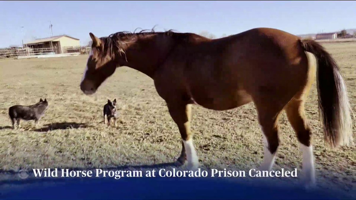 It is the end of an era for a decades-old program to rehabilitate incarcerated men in Colorado. Matthew Kurvink, who is serving time for aggravated robbery, told Kati Weis that the state’s program allowing inmates to care for wild horses has changed him: "I can't say enough on how much personal growth this has done for me."