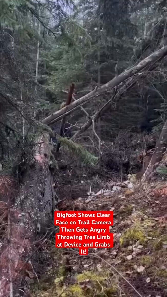 Bigfoot Shows Clear Face on Trail Camera Then Gets Angry Throwing Tree Limb At Device and Grabs It!