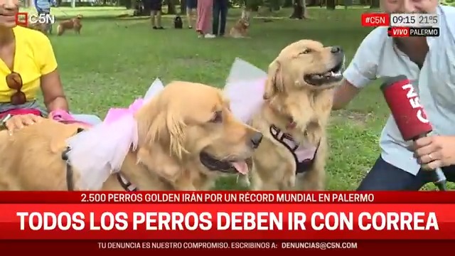 Arrancó la juntada de Golden Retriever en Palermo para romper el récord mundial 🐶