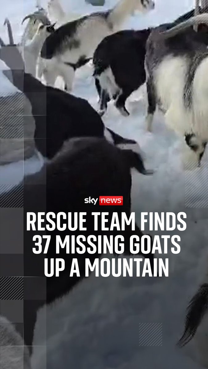 Goats, missing for several days from a farm in Italy, were spotted high up the side of Monte Cardinello. To catch the herd, rescuers had to be airlifted to near their location. 🔗
