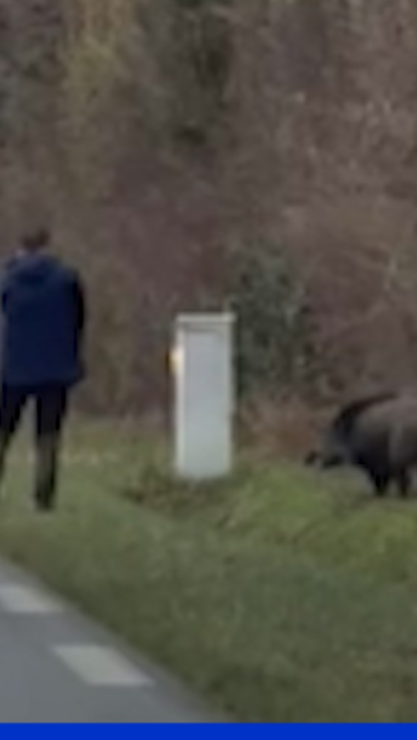 Indre: un chasseur tire sur un sanglier en bord de route à la sortie d'une zone commerciale