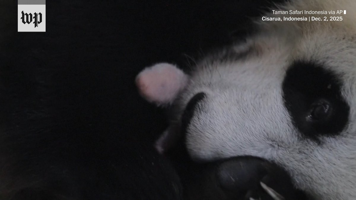 Indonesia welcomed its first locally born giant panda cub. The park where he was born described his birth as a “historic milestone.”