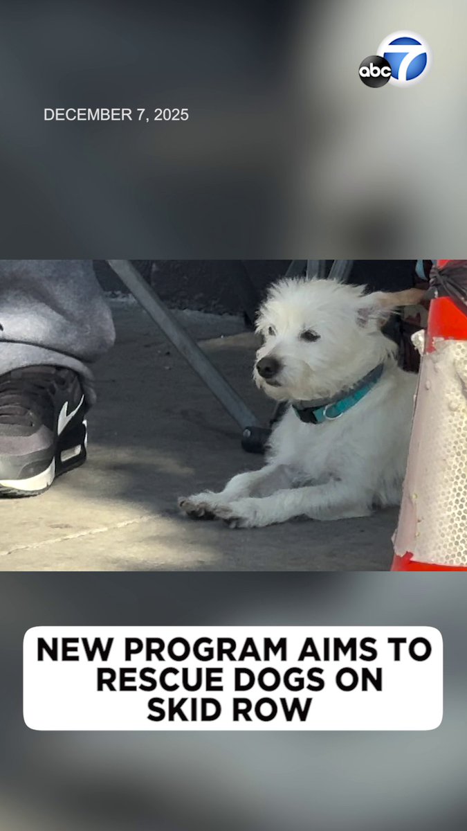 The city of Los Angeles is cracking down on criminal activity on Skid Row that's hurting one group of residents who can't leave a life on the streets on their own -- the dogs. A new city pilot program has been created to help the dogs of Skid Row. But is it working?