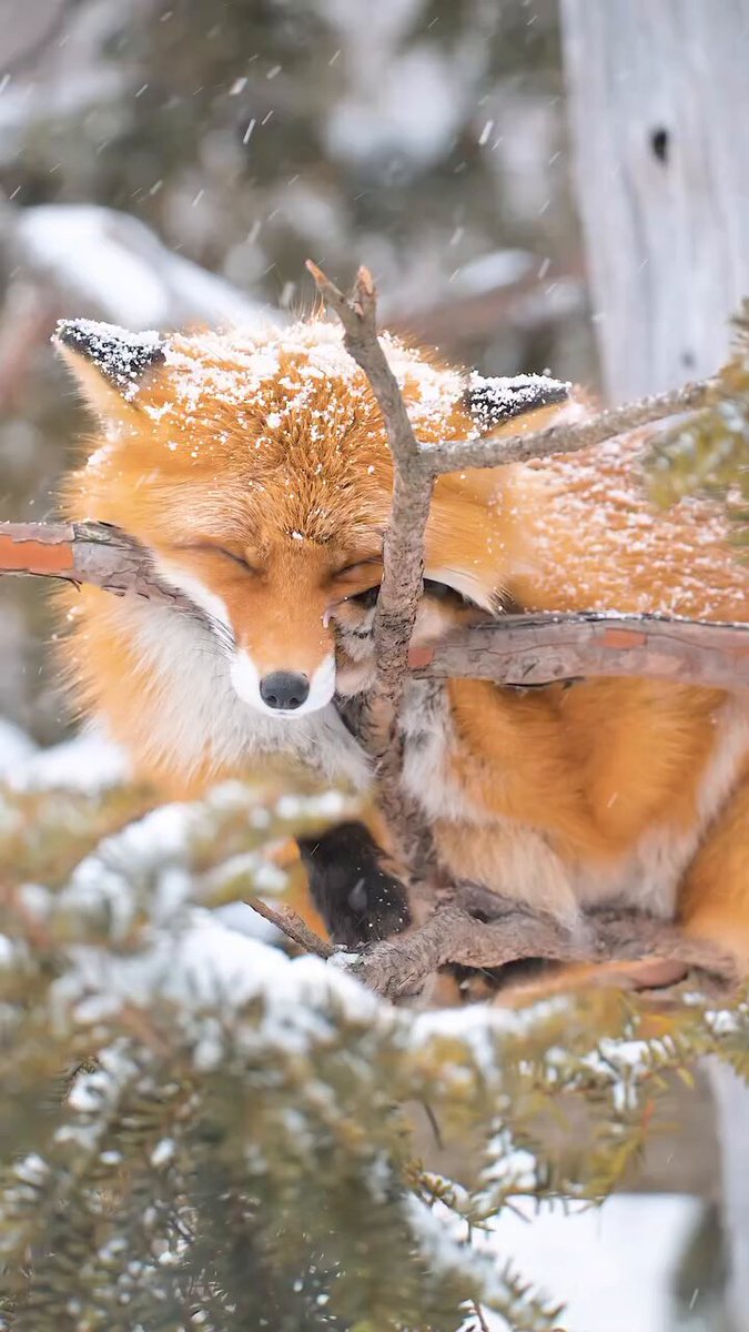 On the tree 🦊