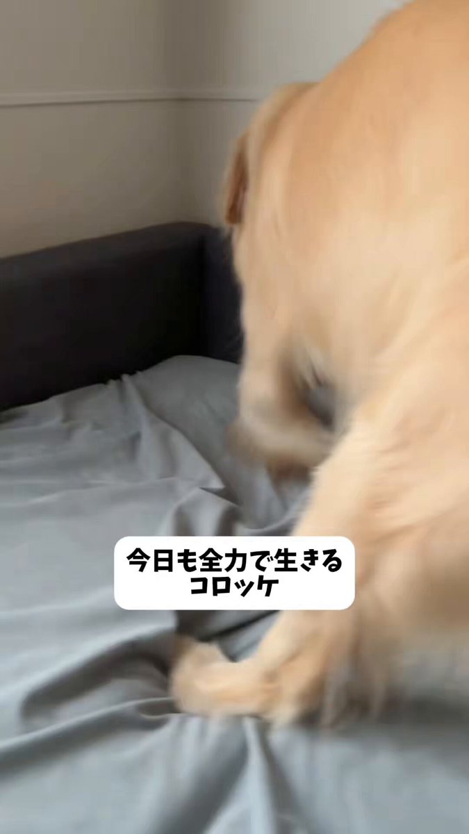 静電気がすごいからやめてほしい #大型犬 #ゴールデンレトリバー