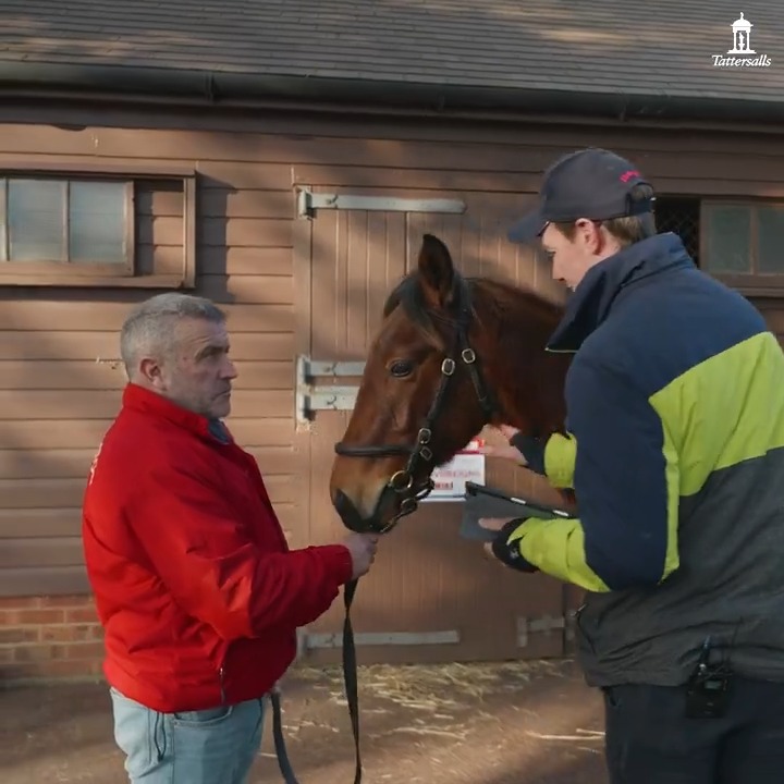 What to look for in a foal. We asked Rodgie Kavanagh what he looks for when purchasing a foal, particularly with a view to pinhooking, using Nick Pocock's Ten Sovereigns colt at the #TattsDecember Foal Sale.