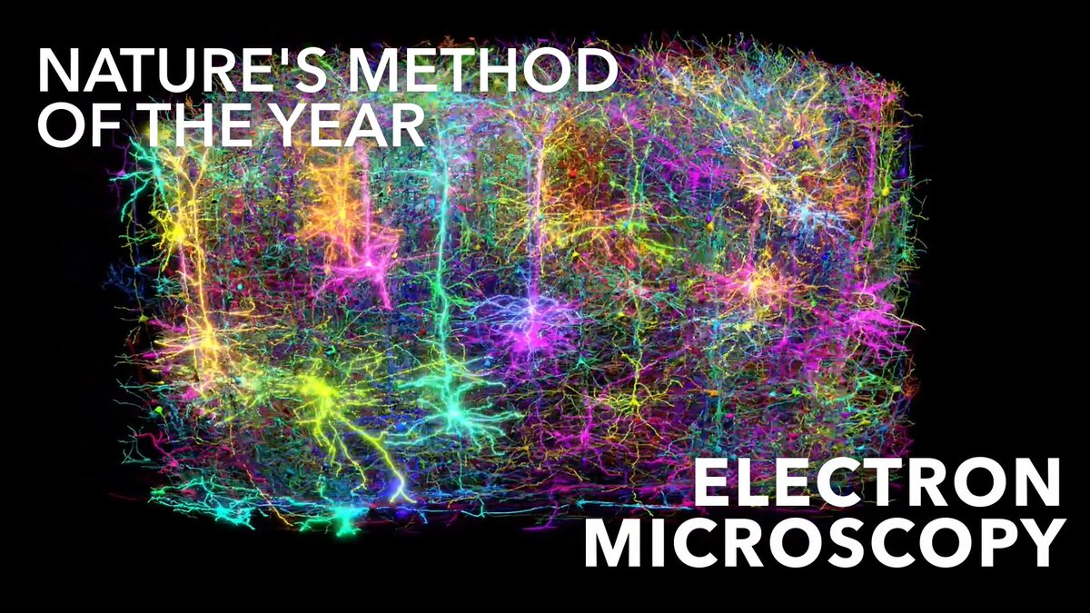 Electron microscopy is @nature's Method of the Year! 🧠🔬🏆 Nature Methods shares why MICrONS and FlyWire are proof that #ElectronMicroscopy is helping us gain a deeper understanding of the brain and its incredible complexity: #studyBRAIN