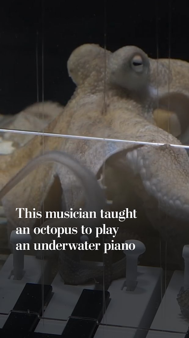 Mattias Krantz, who typically makes YouTube videos playing instruments he modifies, had long wanted to teach piano to an animal. But the task proved more difficult — and fulfilling — than Krantz imagined.