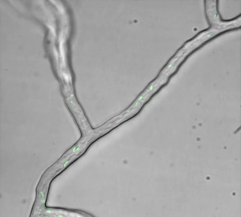 Bacteria glowing with green fluorescence move inside a fungal cell. In this video, the bacteria seem like an infection, but in successive generations, the two organisms will adapt to each other until they find endosymbiotic balance.