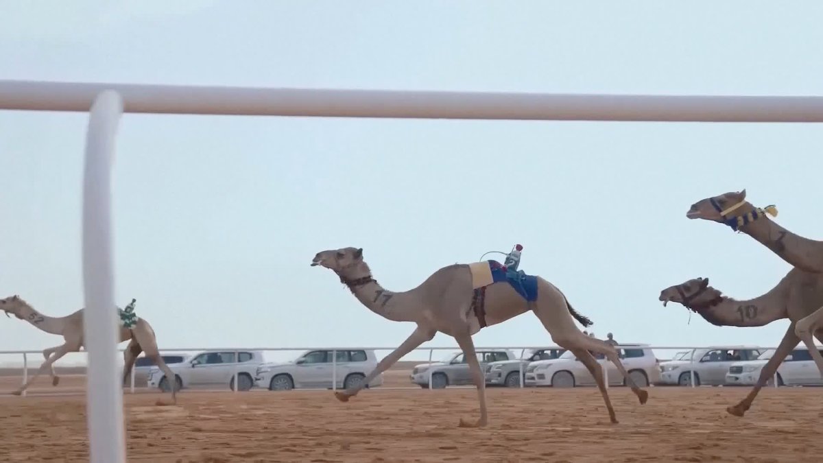 Paul Pogba has become a shareholder in the world's first professional camel racing team 🐪
