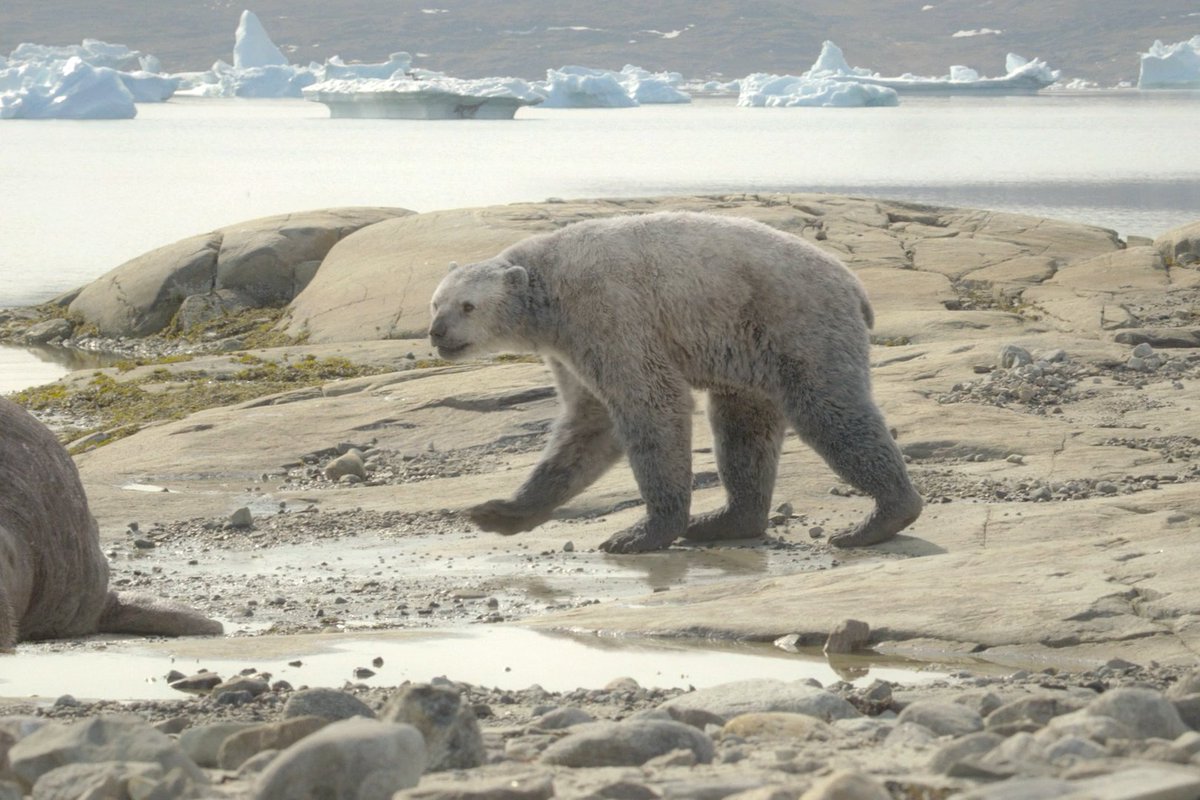 Is it cake? #PrehistoricPlanetIceAge — Now Streaming