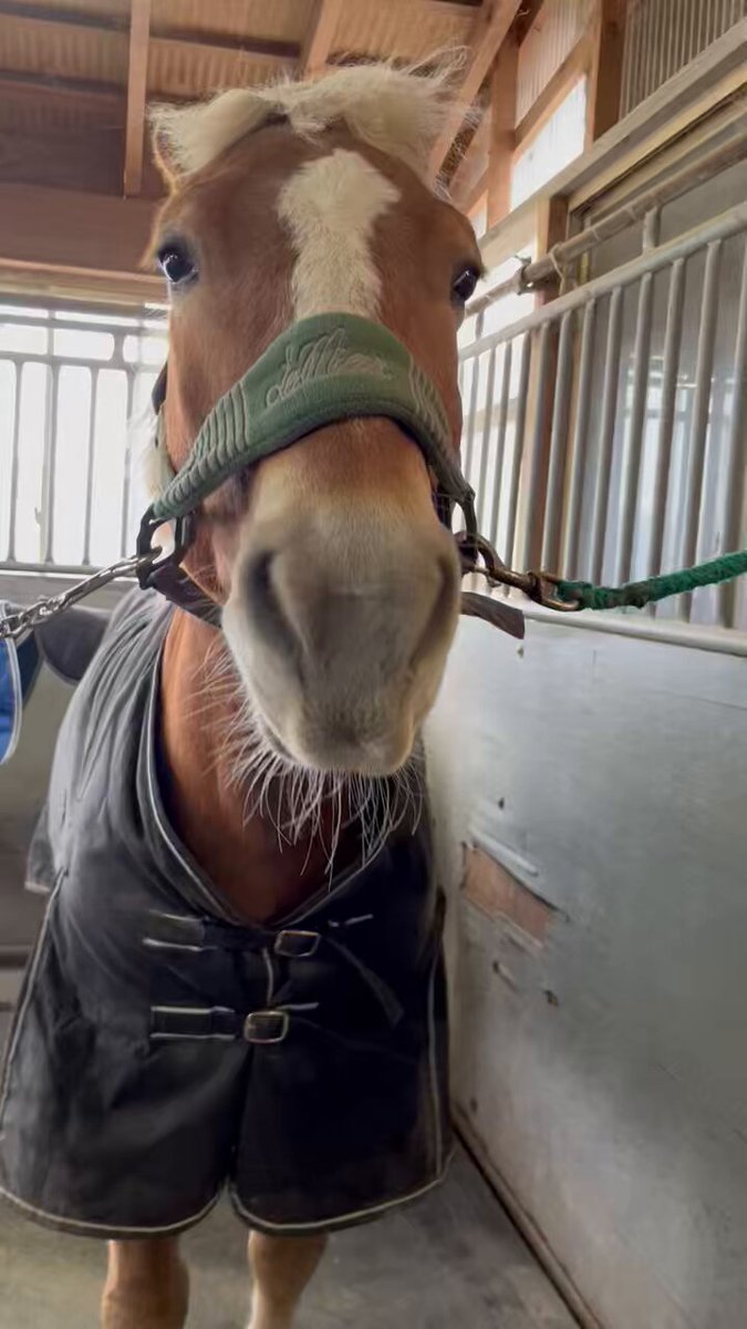 今日のシャインくん🐴💕 僕！元気です😊 ひひぃーん♡ #空之助