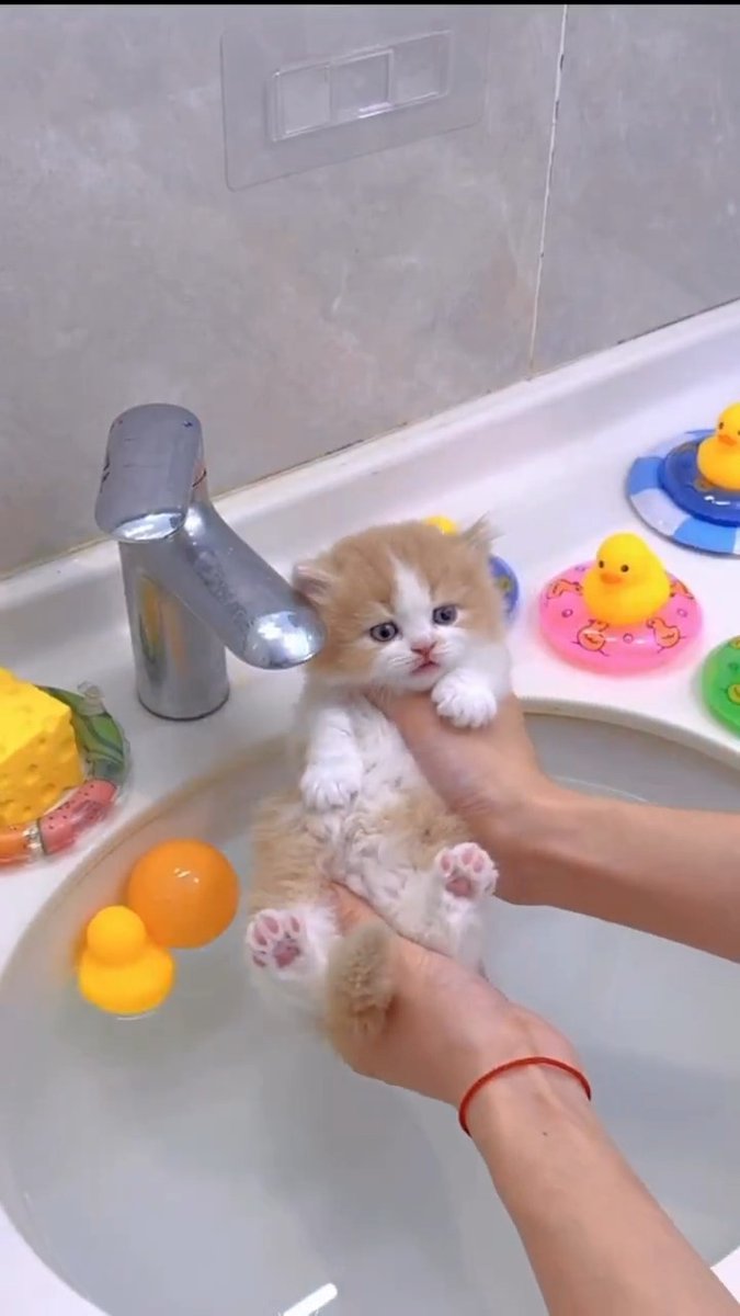 Time to take a bath 🫧😽💘