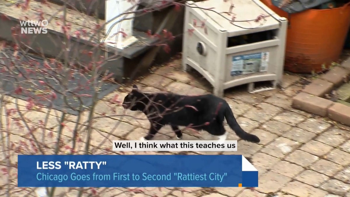 In Chicago’s war on rats, it looks like feral cats either lack a certain killer instinct or they’re extremely picky eaters, according to a new study from Lincoln Park Zoo’s Urban Wildlife Institute. That’s probably a good thing for the cats.