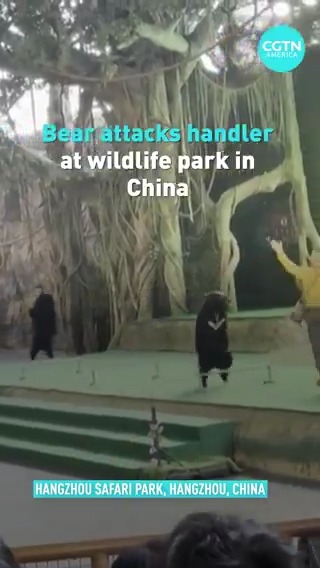 🇨🇳 | Un video viral del Parque Safari de Hangzhou en China muestra a un oso negro abalanzándose sobre su cuidador durante un espectáculo en vivo el 6 de diciembre. El parque confirmó el incidente y dijo que tanto el cuidador como el oso resultaron ilesos.