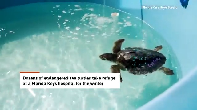 🐢Dozens of endangered sea turtles were moved to the Florida Keys' Turtle Hospital to recover from cold stunning caused by low water temperatures