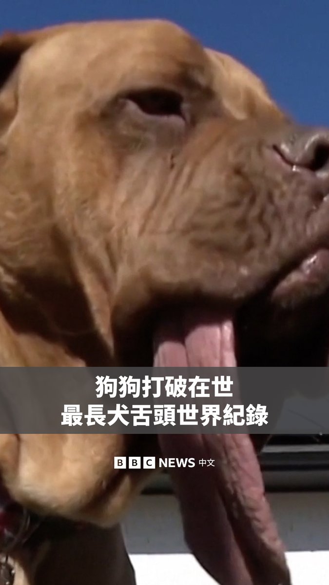 一只狗狗打破了吉尼斯世界纪录，成为世界上舌头最长的在世犬只。这只名叫奥齐的四岁混血獒犬来自俄克拉荷马城，它的舌头长达19.89厘米，远超之前13.88厘米的纪录。