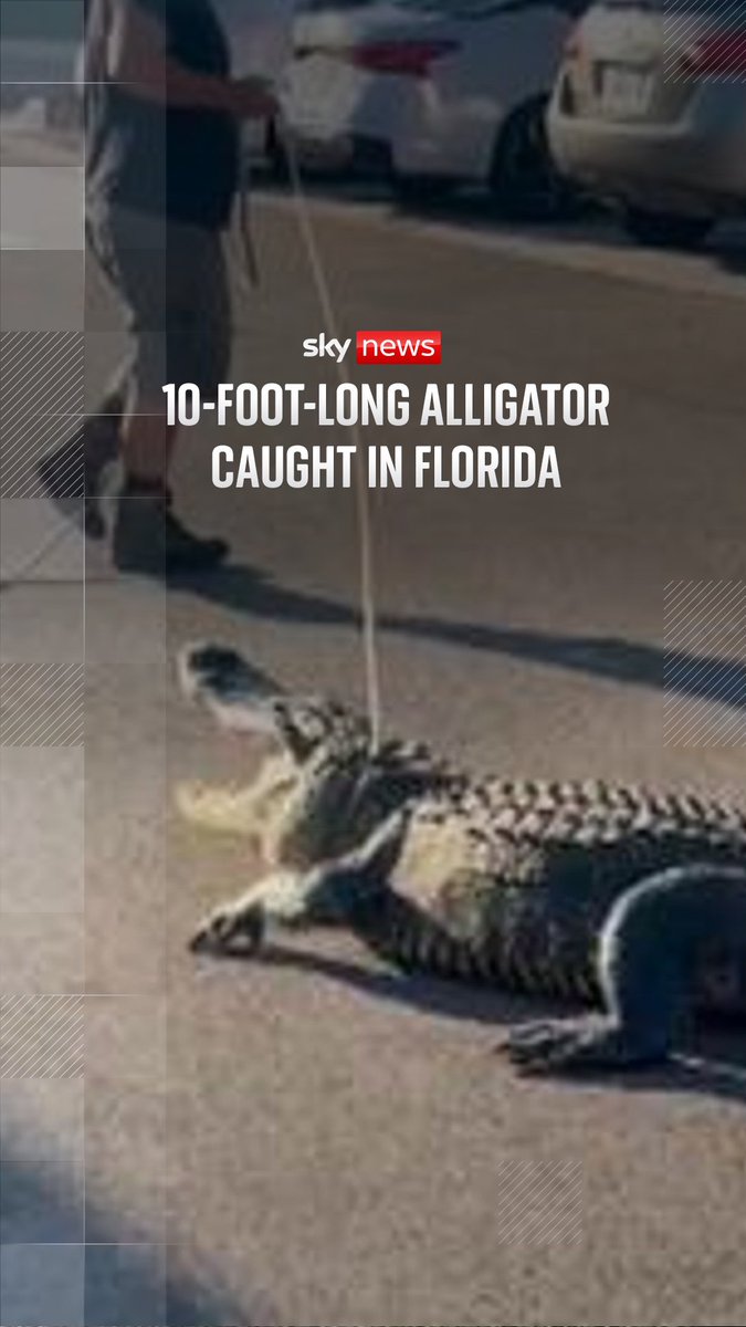 A wrangler helped officers safely capture a 10-foot alligator outside a 7-Eleven shop in Florida ๐