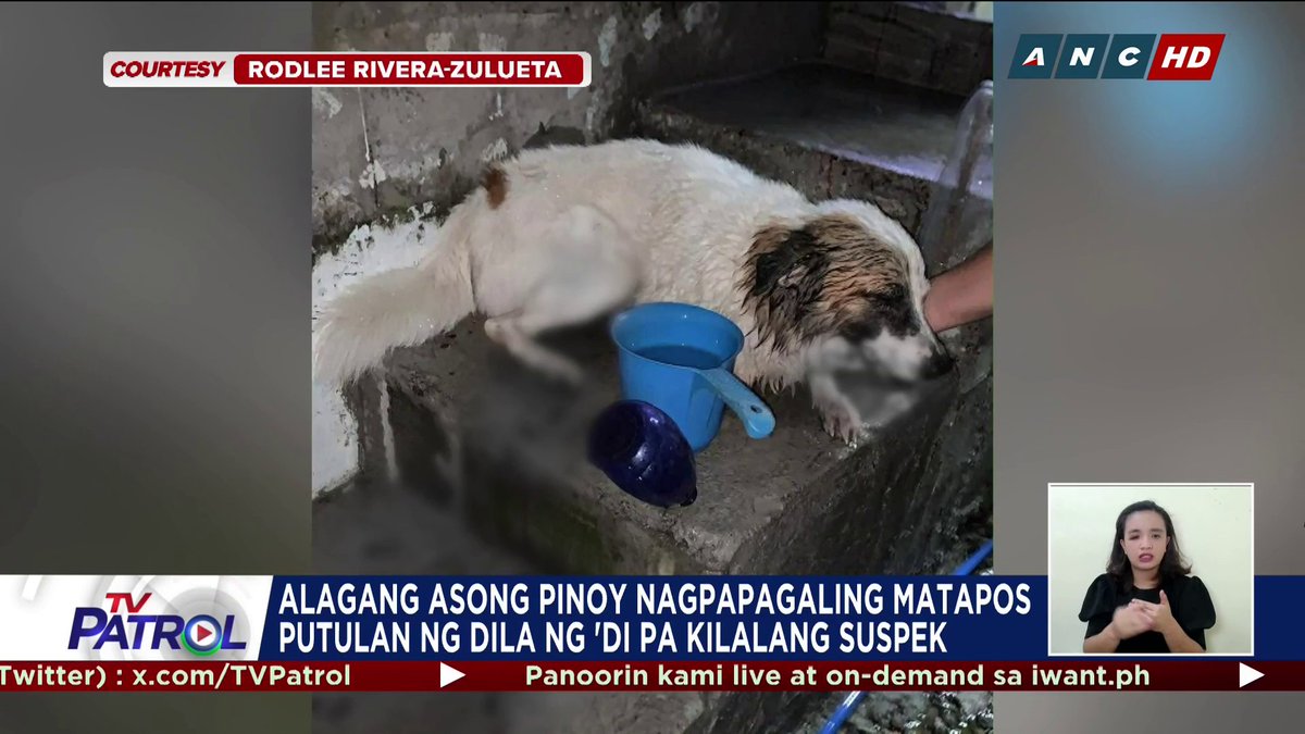 BABALA: Sensitibong balita Nagpapagaling sa veterinary clinic ang alagang aspin matapos putulan ang dila ng hindi pa nakikilalang salarin.