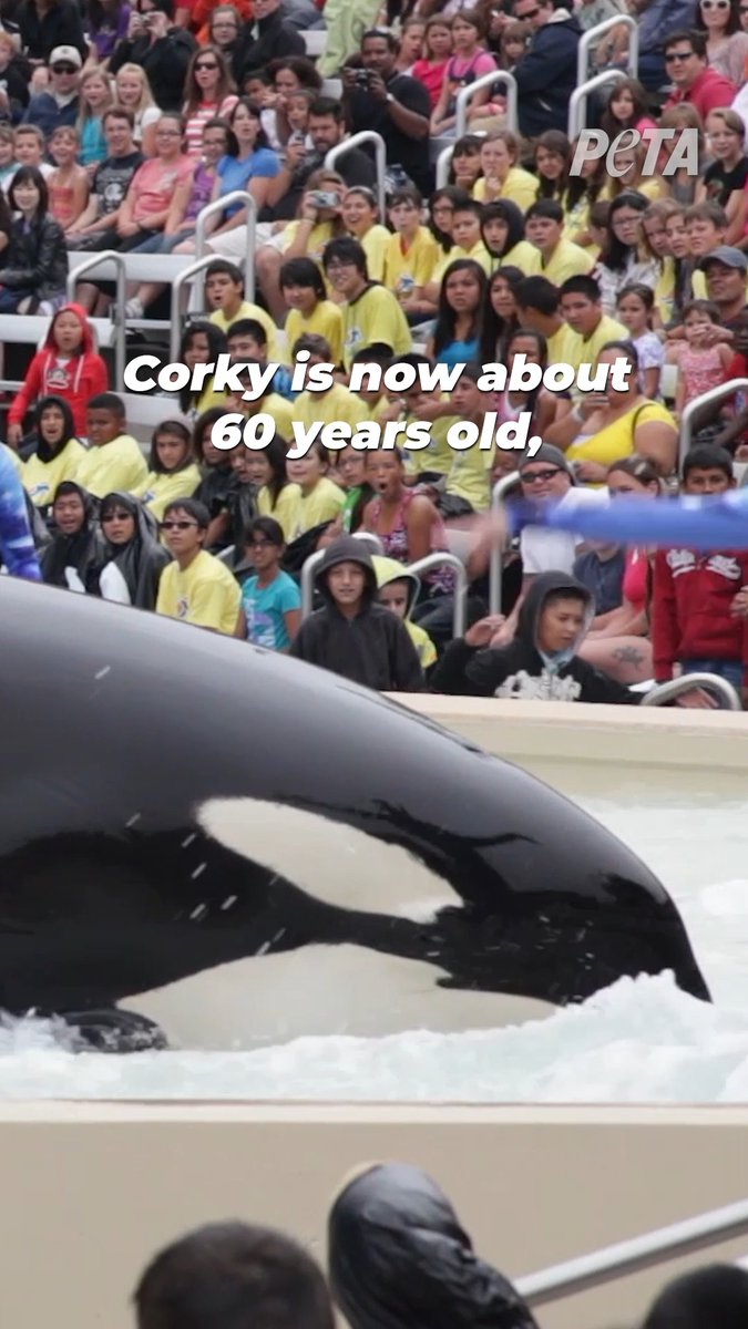 As we gather with loved ones this holiday season, Corky will spend yet another year in a tiny tank 💔 It’s been 56 years. She deserves to be reunited with the ocean — in a seaside sanctuary. ’Tis the season to help get her there 🔗