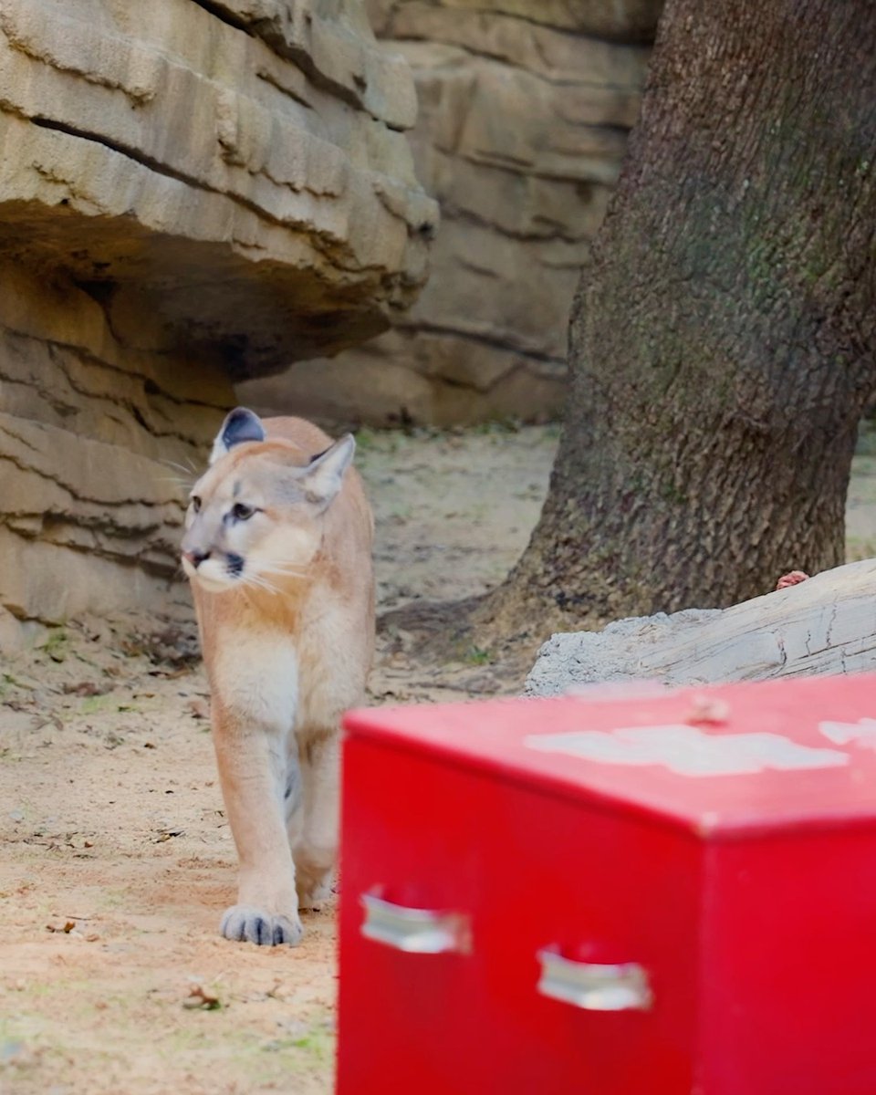 The class rings are safe and sound! 😸 Today Shasta VII and Louie are guarding the newest class rings at the Houston Zoo, a tradition that takes place before the newest ring-eligible students and alumni receive them at their ceremony.