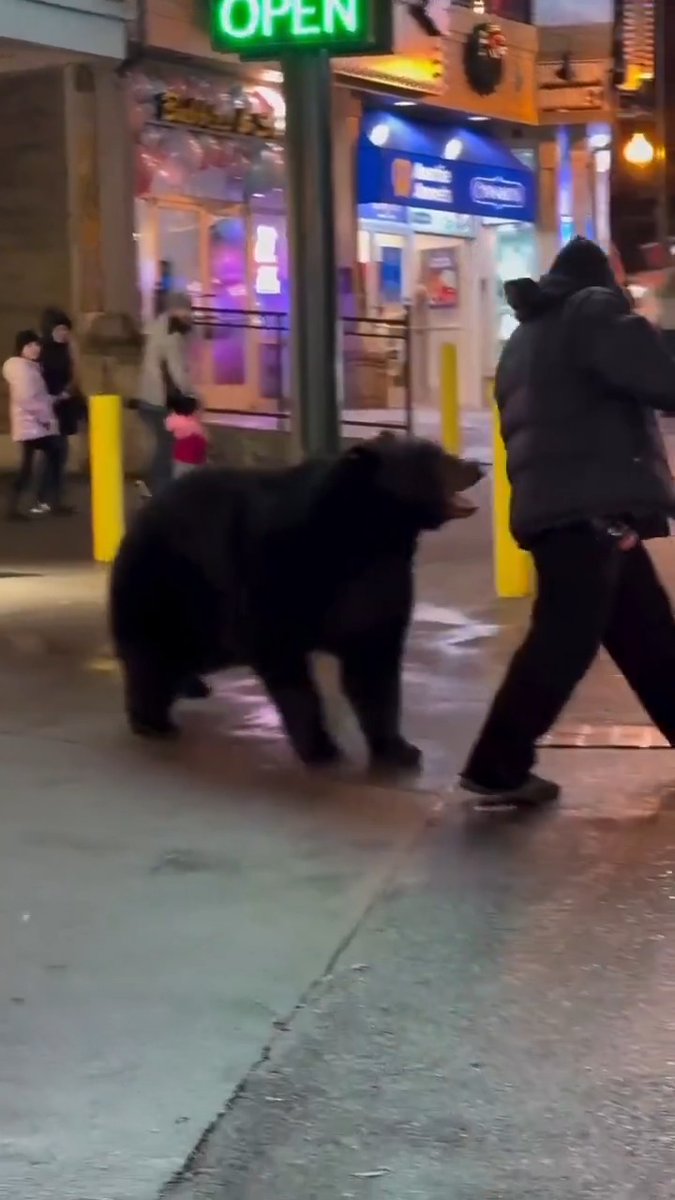 How much alcohol would you have to drink to walk up to a bear like this guy did? 🐻🤨🥃 #CityLife #gatlinburg #Tennessee #bear #FAFO #IQtest #darwin #fail #nature #bears #alcohol