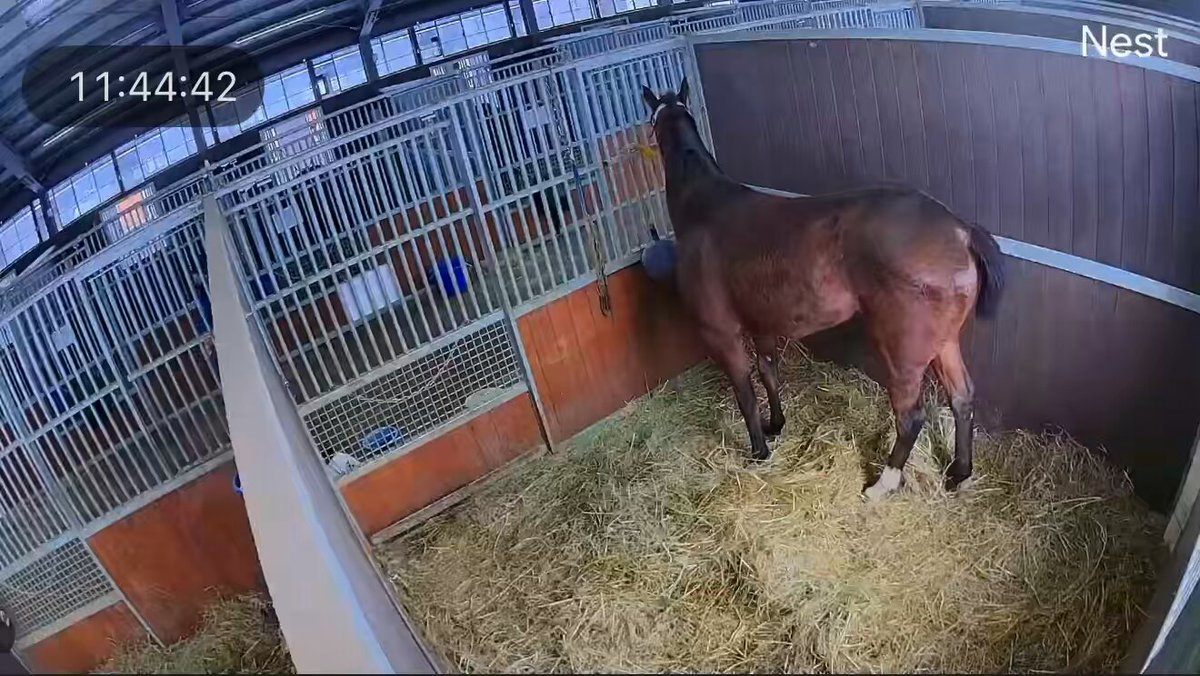 地震の瞬間 馬も驚くよね！