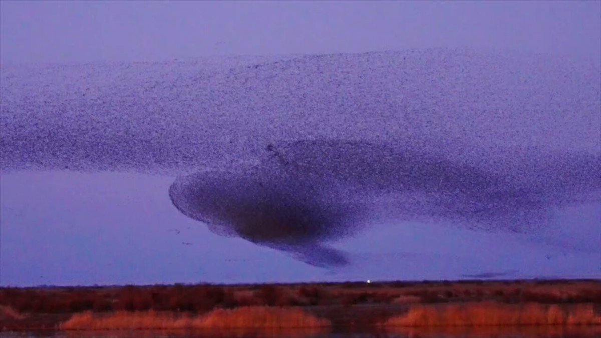 Every winter in Dongying, the sky becomes a living tide. Called the “bird waves,” they peak at dawn and dusk, when thousands of birds rise and return in sweeping movements, forming a flowing, organic whole.