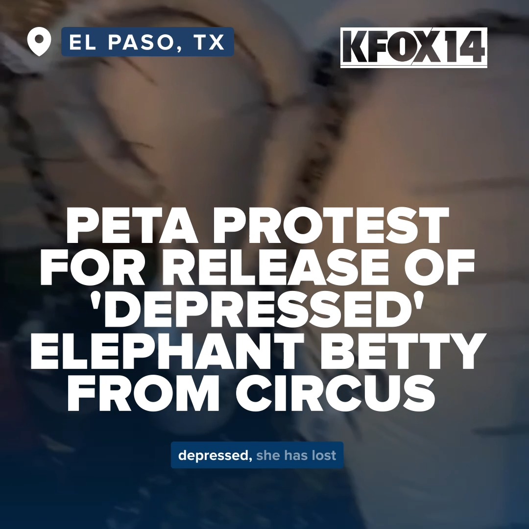 Regardless of how you feel about PETA, I’m hopeful that we can advocate for the peaceful retirement of Betty the Elephant. The elephant is the proud symbol of the Republican Party, let’s not leave this poor girl behind!