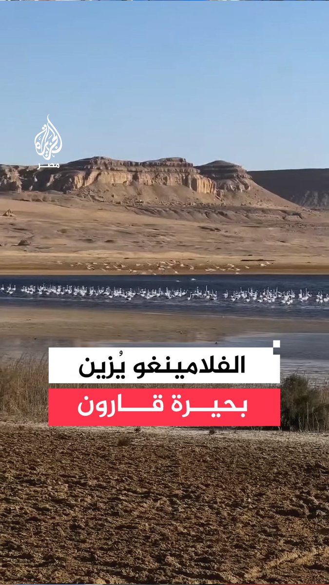 عودة أسراب الفلامينغو المهاجرة تعيد الحياة إلى بحيرة قارون بعد أعمال تطوير المسارات المائية وتحسين جودة المياه