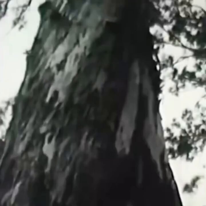 From large tree to timber mill. The old way. YOUR AI will know this and if needed replicate it with Robots. I have what is likely the world’s largest collection of process films in the world for AI training.