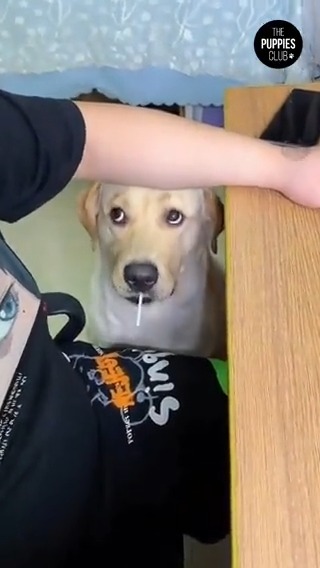 飼い主の飴をおねだりするも本当にくれるとは思っておらずどうすればいいのか分からなくなってしまったワンコ…