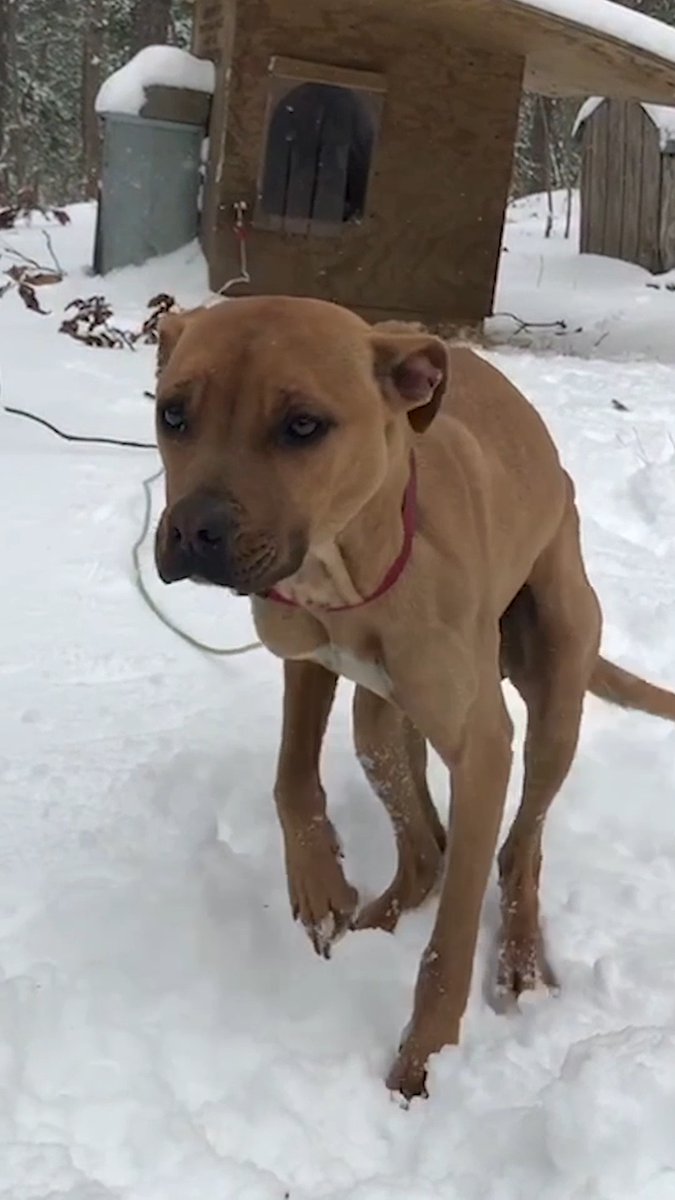 This dog was chained outside in below freezing temperatures; every second was torture for her 💔😢 Dogs belong inside, safe and warm.
