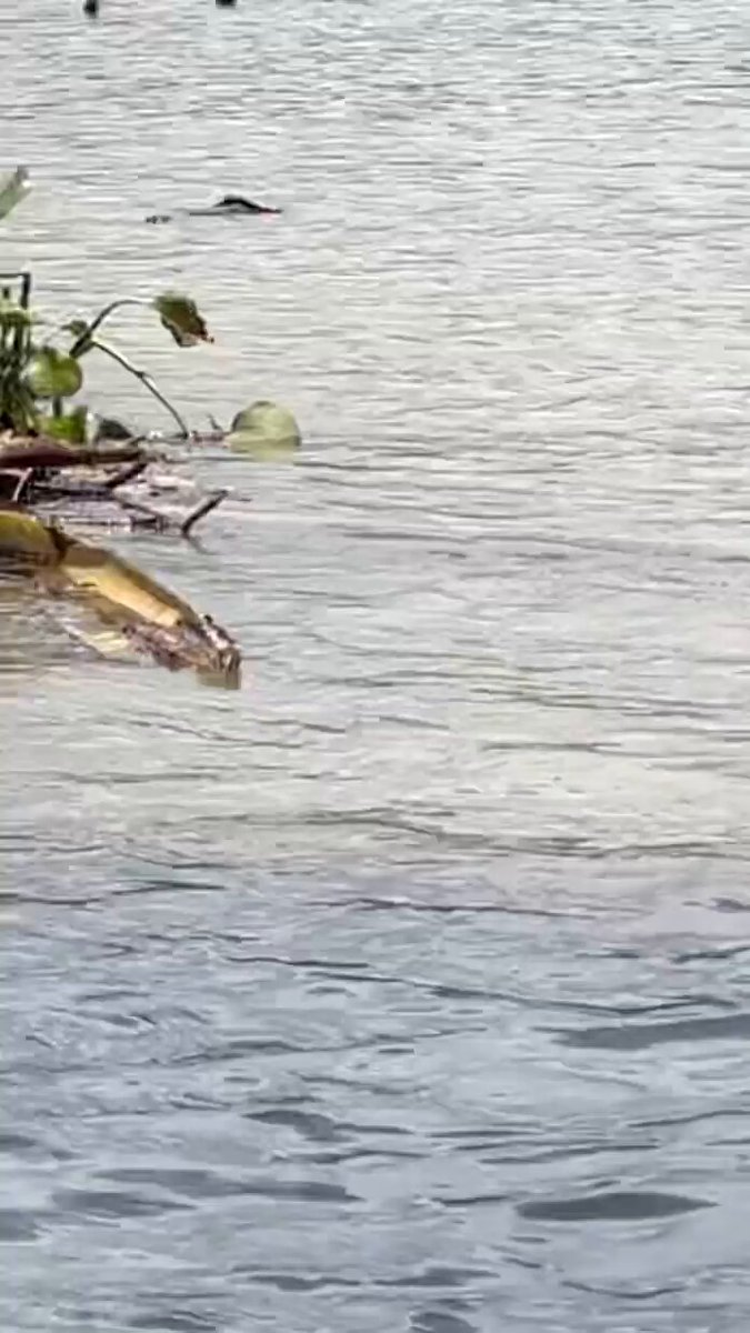 Good morning and happy Sunday. Meet one of the Jesus Christ Lizards. There are four lizard species, all belonging to the genus Basiliscus, known as Jesus Christ Lizards. They're called so because they walk on water, similar to accounts of Jesus Christ walking on water as contained in the gospels of Matthew, Mark and John.