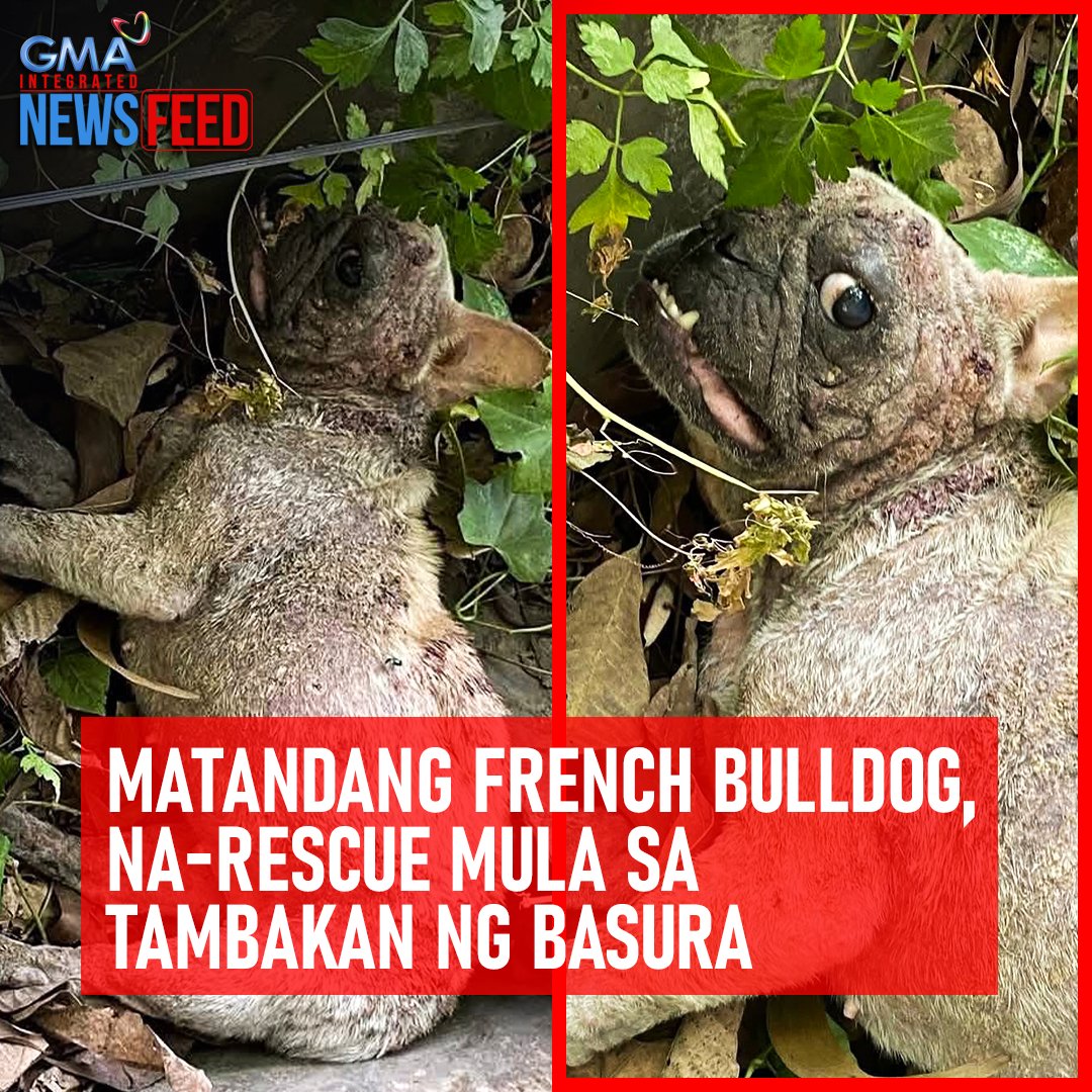Laban, Frenchy! Nagbabayanihan ang mga netizens para mabigyan ng panibagong buhay ang isang French bulldog na inabandona sa isang landfill sa San Mateo, Rizal. Kalunos-lunos ang kalagayan ng aso na hinihinalang ginamit lang para sa breeding saka itinapon nang ito'y magkasakit. Ang nakakaantig na kuwento ni Frenchy, panoorin sa video.