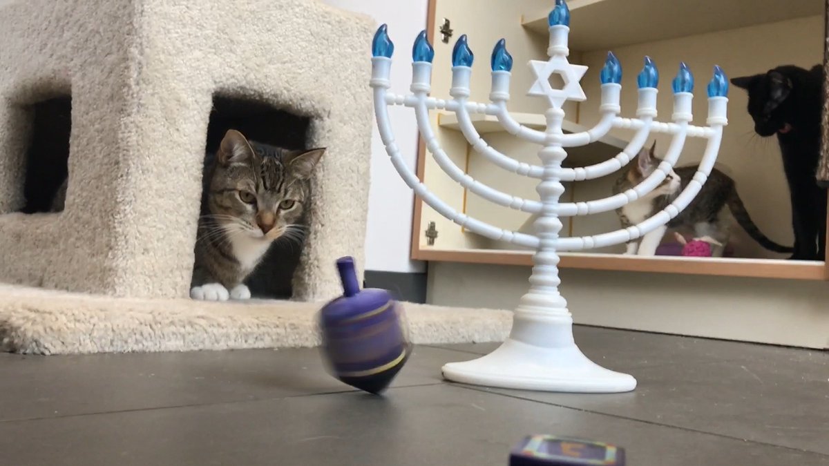 Happy first day of Hanukkah ✨🕎 We hope everyone had a purrrfect start to the holiday, filled with love, light, &amp; delicious vegan food 🥰🐱