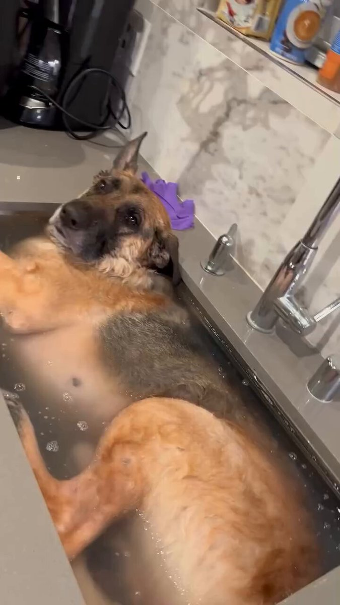 Just chilling..🐕🐾😅