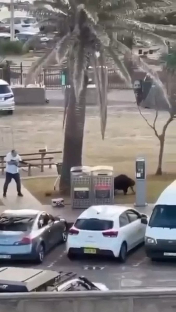 12名死亡したボンダイビーチの銃撃事件 犯人の一人を取り押さえた英雄 地元の店主で二人の子供の父親 2発撃たれたが犯人を制圧したとの事 この人が止めなかったら 死亡者が30名になっていた可能性があるとの事