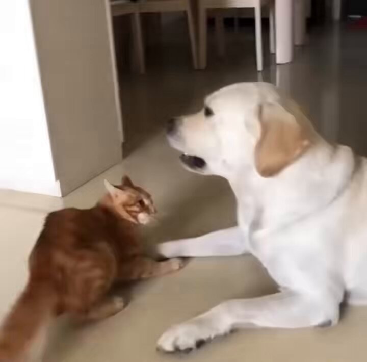 A cat gently touches his blind dog to let him know it was him who was nearby
