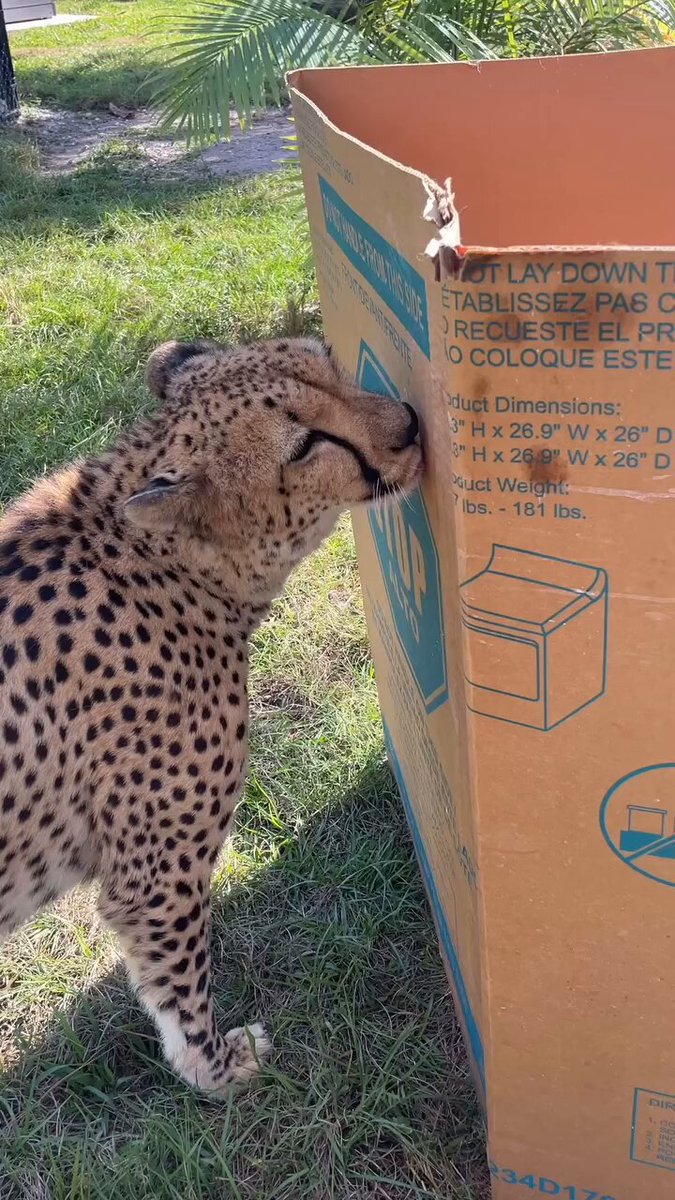 bewildered by cardboard