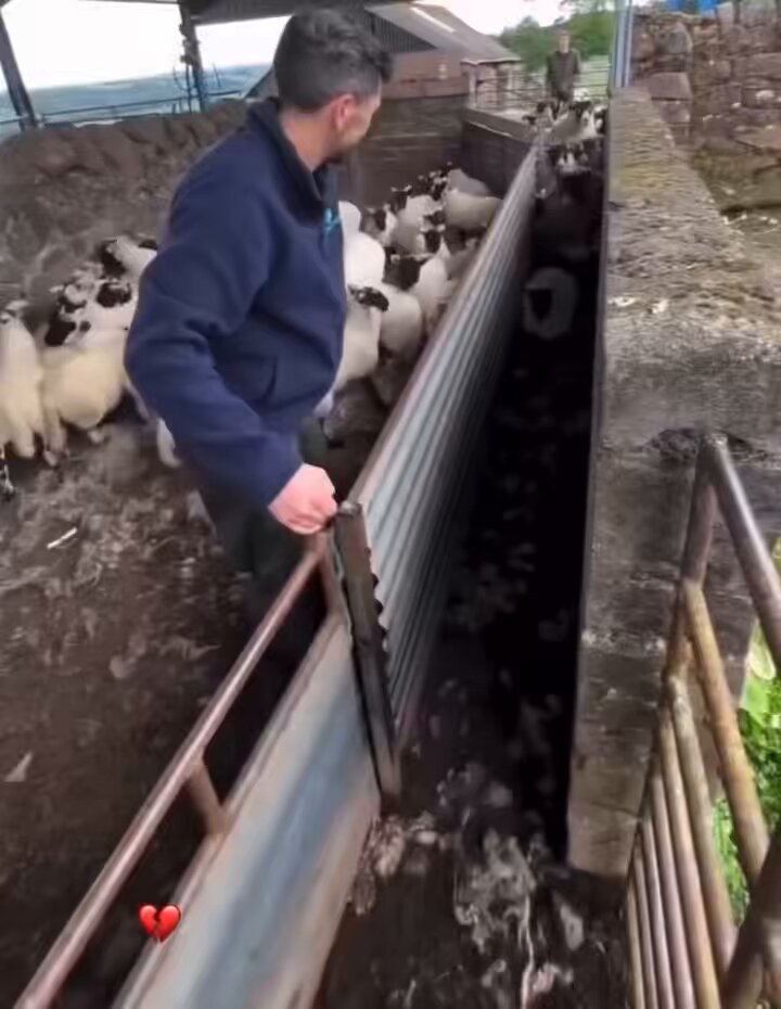 Separating mothers from babies so that consumers can buy their milk, wear their skin and wool, and eat their flesh. The indifference when he slams the gate onto the mother’s head who desperately tries to stay with her young.