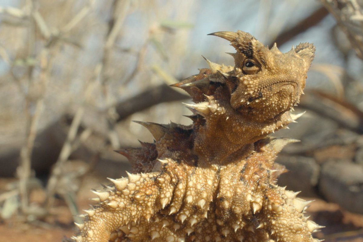 Everyone knows a thorny devil. #PrehistoricPlanetIceAge — Now Streaming