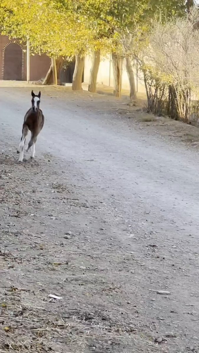 His brakes were as cute as him 🐎🤣